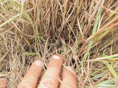 Schizachyrium sanguineum