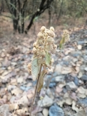 Hyptis oblongifolia