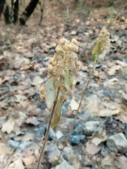 Hyptis oblongifolia