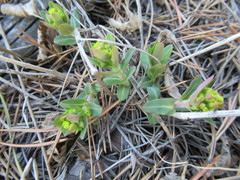 Euphorbia jenisseiensis