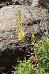 Bulbine praemorsa