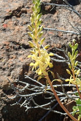 Bulbine praemorsa