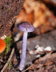 Entoloma panniculus