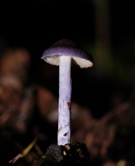 Entoloma panniculus