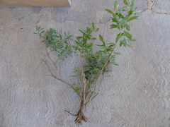 Baccharis heterophylla