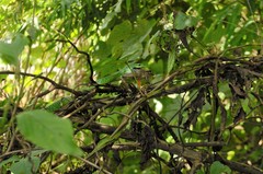 Philothamnus angolensis