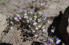 Porterella carnosula