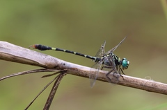 Paragomphus serrulatus