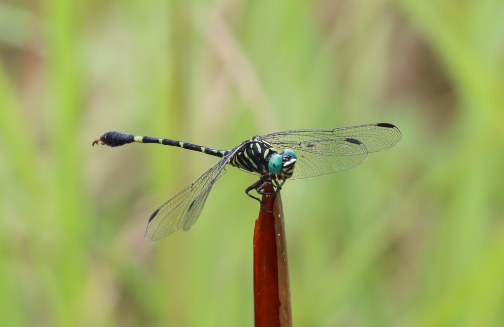 Tiger Hooktail
