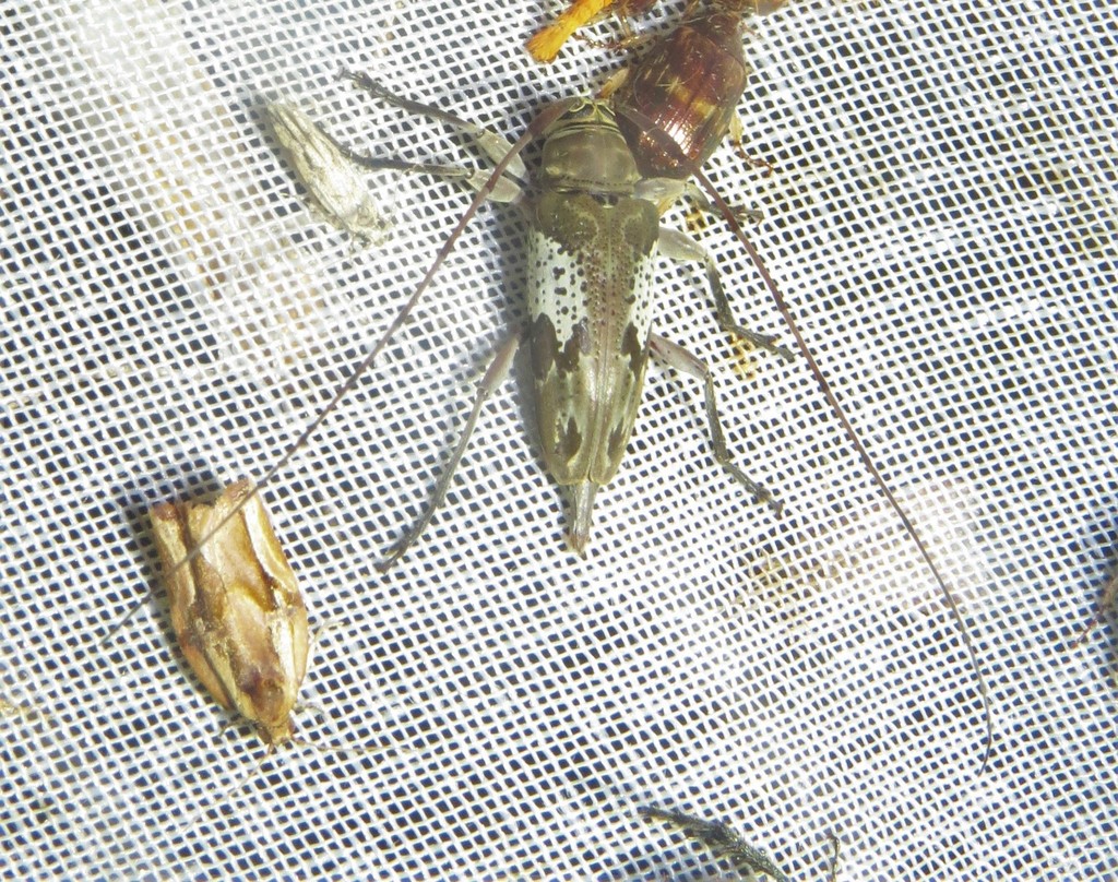 Nyssodrysternum poriferum