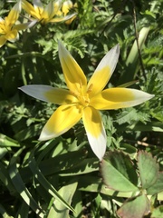 Tulipa dasystemon