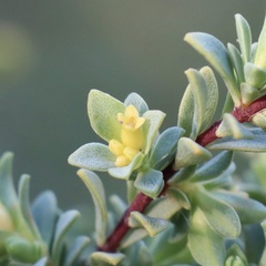Pimelea serpyllifolia serpyllifolia