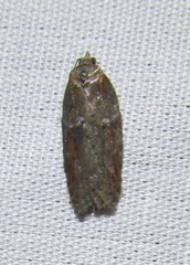 Acleris celiana