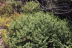 Pimelea serpyllifolia serpyllifolia