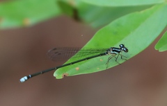 Pseudagrion melanicterum