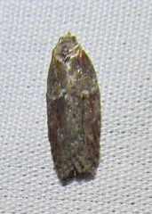 Acleris celiana