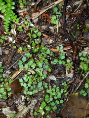 Azorella colensoi