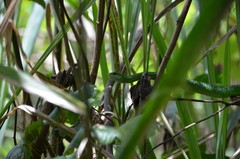 Philothamnus angolensis