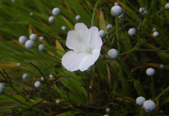 Rhamphicarpa longiflora