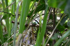 Philothamnus angolensis