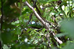 Philothamnus angolensis