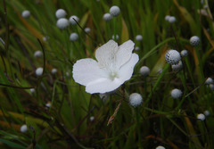 Rhamphicarpa longiflora