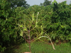 Rhamphicarpa longiflora