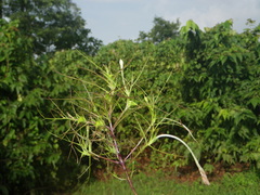 Rhamphicarpa longiflora