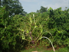 Rhamphicarpa longiflora