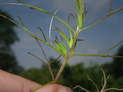 Rhamphicarpa longiflora