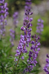 Lupinus caudatus caudatus