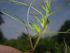 Rhamphicarpa longiflora