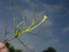Rhamphicarpa longiflora