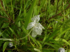 Rhamphicarpa longiflora