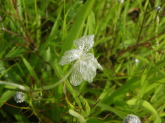 Rhamphicarpa longiflora