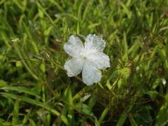 Rhamphicarpa longiflora
