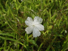 Rhamphicarpa longiflora