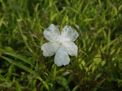 Rhamphicarpa longiflora