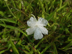 Rhamphicarpa longiflora