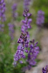 Lupinus caudatus caudatus
