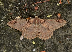 Amraica recursaria