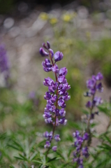 Lupinus caudatus caudatus