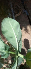Calotropis procera