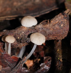 Roridomyces austrororidus