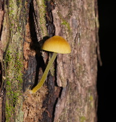 Pluteus hubregtseorum