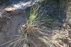 Spinifex sericeus