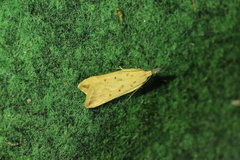 Dichomeris limosellus