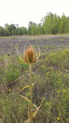 Dipsacus fullonum