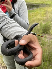 Coluber constrictor priapus image
