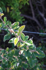 Pomaderris paniculosa paralia